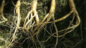 ginseng