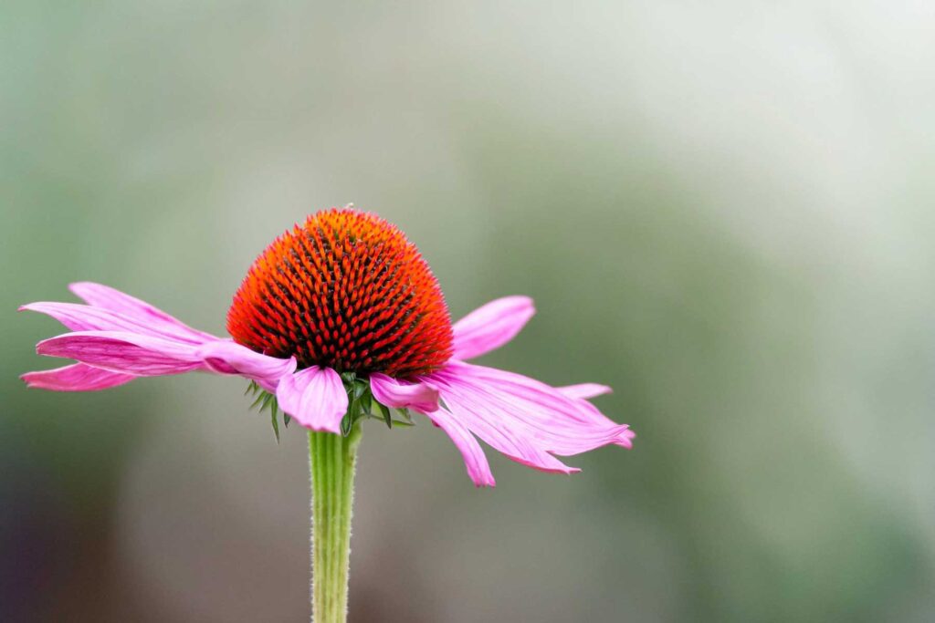 echinacea sistema immunitario