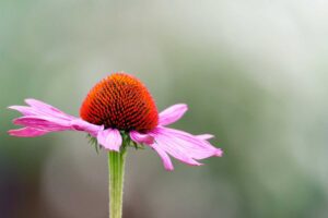 echinacea sistema immunitario